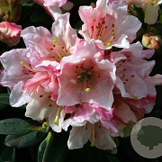 Rhododendron 'Wee Bee' 30 cm 5,0L
