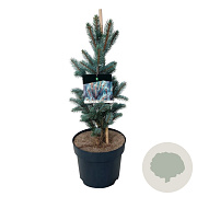 Picea pungens 'Iseli Fastigiate' 50-60 cm 6L