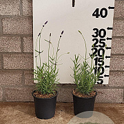 Lavandula ang. 'Hidcote' 15-20 cm P13