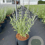 Perovskia atripl. 'Little Spire' 30-40 cm 2,0L