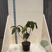 Hydrangea asp. 'Macrophylla' 60-80 cm 10L