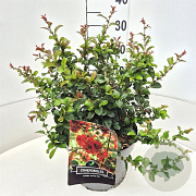 Chaenomeles sup. 'Orange Trail' 40 cm 10L