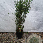 Fargesia 'Jiuzhaigou 1' 100-125 cm 15L