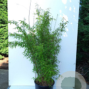 Fargesia 'Jiuzhaigou 1' 125-150 cm 15L