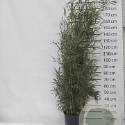Fargesia robusta 'Campbell' 125-150 cm 15L
