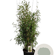 Fargesia 'Winter Joy' 100-125 cm 15L