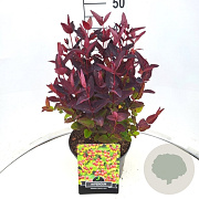 Hypericum Miracle Night 30-40 cm 10L