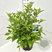 Hydrangea pan. 'Kyushu' 40-50 cm 10L