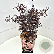 Sambucus nigra Black Lace 30-35 cm 10L