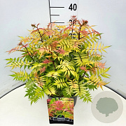 Sorbaria sorbif. 'Sem' 35-40 cm 10L