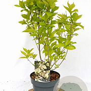 Callicarpa bod. Magical Snow Queen 40-50 cm 3,0L met bes