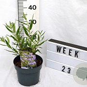 Caryopteris cland. 'Kew Blue' 25-30 cm 3,0L