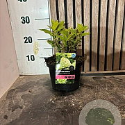 Hydrangea pan. 'Limelight' 15-20 cm 2,0L