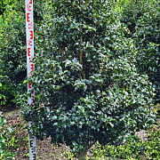 Ilex aquipernyi Dragon Lady 200-225 cm draadkluit stam