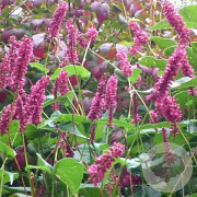 Persicaria a. 'Inverleith' GM P9