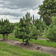 Pinus nigra nigra 175-200 cm draadkluit meerstammig