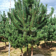 Pinus nigra nigra 200-250 cm draadkluit meerstammig 160-180 cm diameter