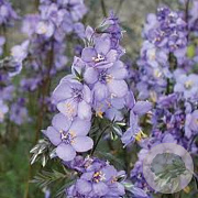 Polemonium y. 'Purple Rain' GM P9