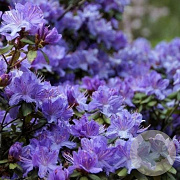 Rhododendron i. 'Arctic Blue' 30 cm 5,0L