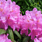 Rhododendron (AI) 'Peter Ann' 30 cm 5,0L
