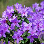 Rhododendron 'Ramapo' 30 cm 5,0L
