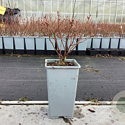 Vaccinium c. 'Bluegold' 20-40 cm C1.5