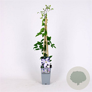 Clematis 'Blekitny Aniol' 70 cm 2,0L