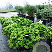 Abies koreana 'Brillant' 20-25 cm 4,5L