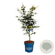 Acer Arctic Jade 125-150 cm 15L