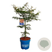 Acer Ice Dragon 125-150 cm 15L