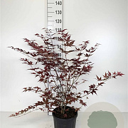Acer pal. 'Atropurpureum' 80-100 cm 10L