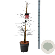 Acer pal. 'Garnet' 100-125 cm 14L