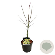 Acer pal. 'Osakazuki' 50-60 cm 5,0L