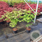 Acer pal. 'Osakazuki' 50-60 cm 5,0L