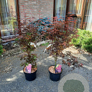 Acer pal. 'Skeeter's Broom' 60-80 cm 5,0L