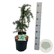 Cedrus deod. 'Feelin' Blue' 30-40 cm 5,0L