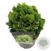Chamaecyparis o. 'Nana Aurea' 15-20 cm 5,0L
