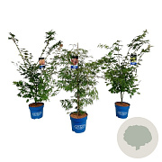 Mixlaag Acer palmatum veredeld 125-150 cm 15L