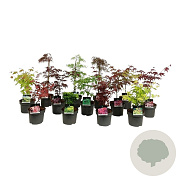 Mixlaag Acer palmatum veredeld 50-60 cm 5,0L