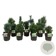 Mixlaag veredelde coniferen exclusief 30-40 cm 4,5L