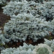 Picea pungens 'Karpaten' 25-30 cm 5,0L