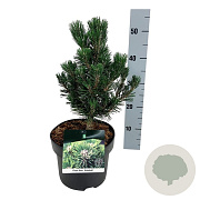 Pinus thunbergii 'Kotobuki' 25-30 cm 4,5L