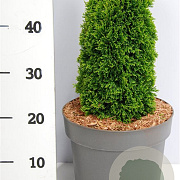 Thuja occ. 'Maks' 25-30 cm 4,5L
