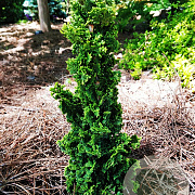 Thuja occ. Primo 25-30 cm 4,5L