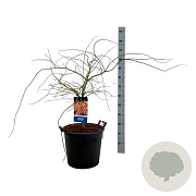Acer Ice Dragon 100-125 cm 30L extra