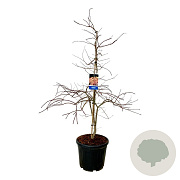 Acer Ice Dragon 150-175 cm cont. 55L extra