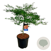 Acer Ice Dragon 80-100 cm 30L breed extra