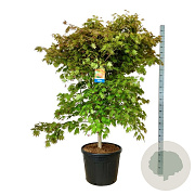Acer North Wind 175-200 cm cont. 90L extra