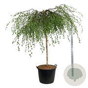 Betula p. 'Youngii' 180 cm stam cont. 130L extra
