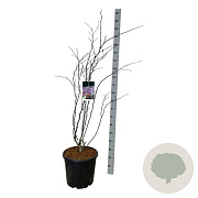 Cercis can. 'Forest Pansy' 125-150 cm 30L extra